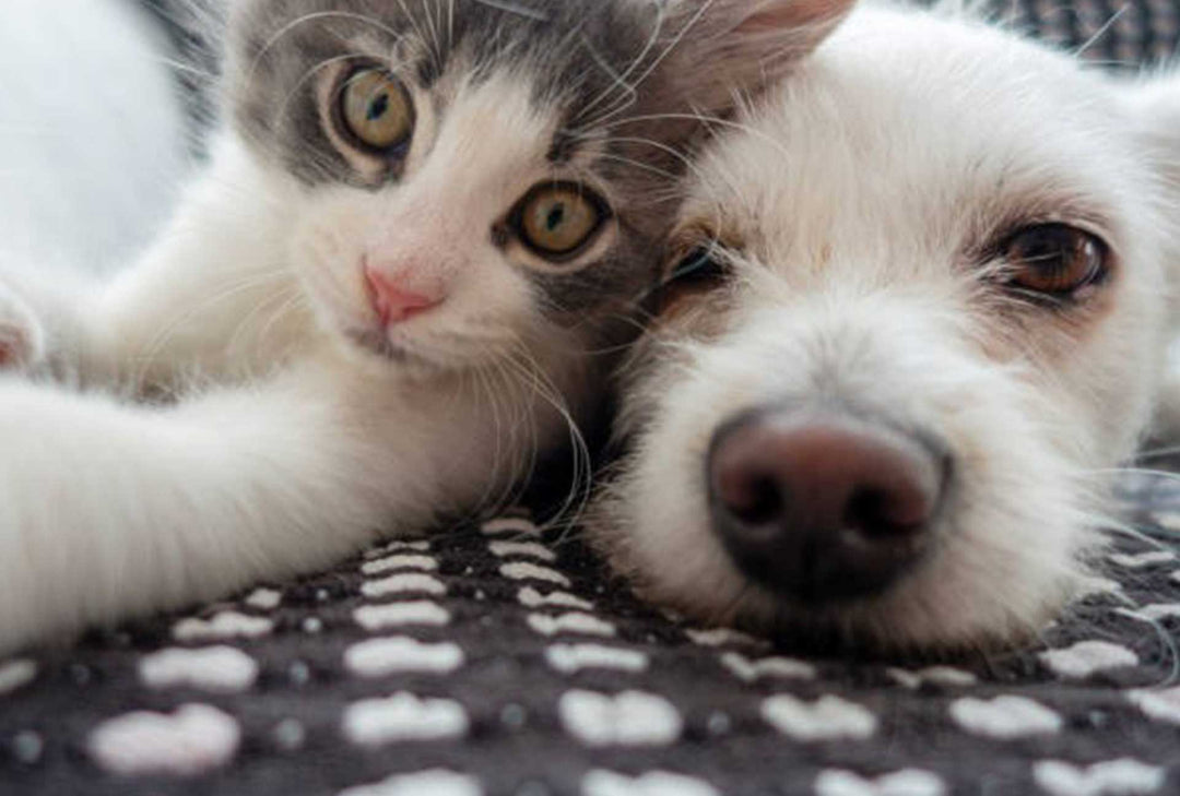 Pets n' Such