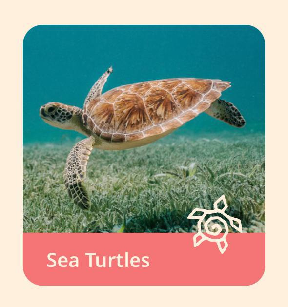 The Journey Bracelet-Turtle FAH