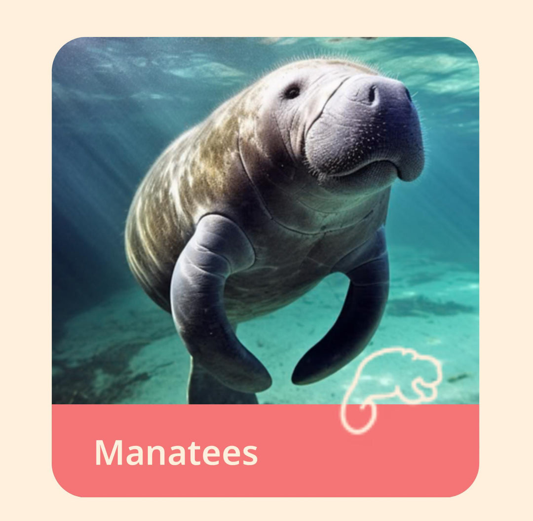 The Drift Bracelet-Manatee FAH