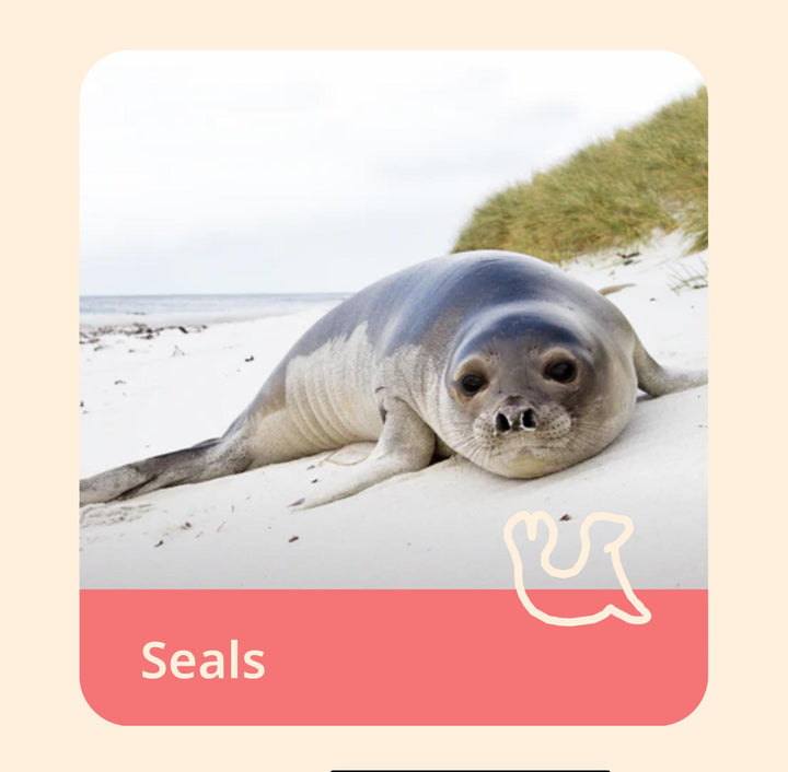 The Glide Bracelet-Seal FAH