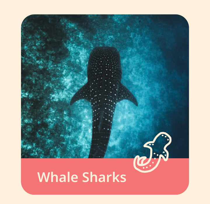 The Quest Bracelet-Whale Shark FAH
