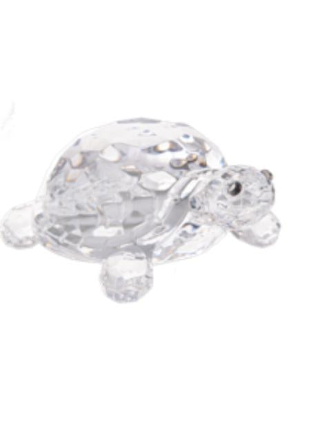 Lucky Coastal Turtles GNZ725