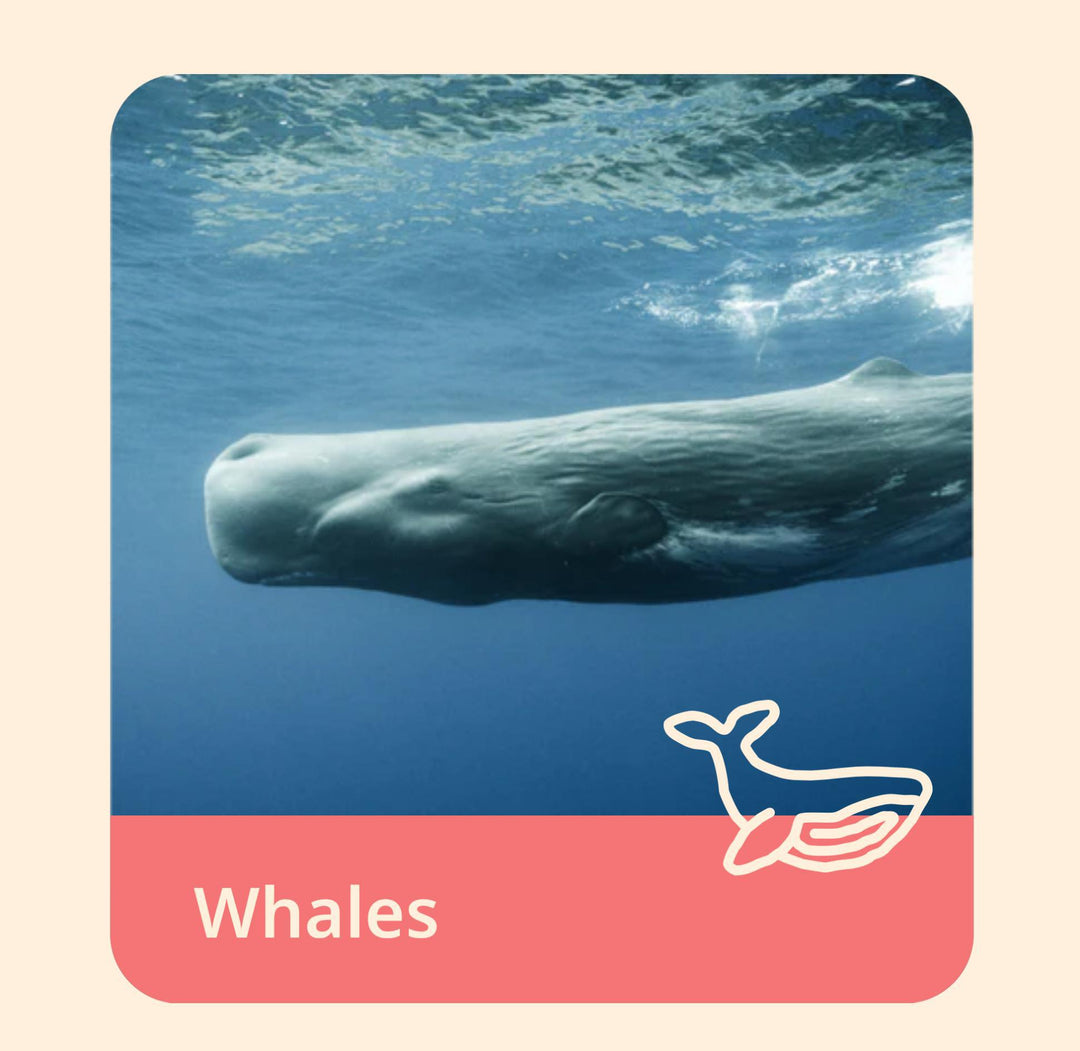 The Wayfare Bracelet-Whale FAH325
