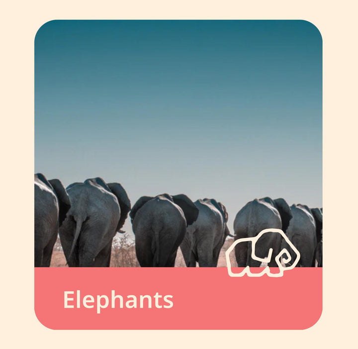 The Expedition Bracelet-Elephant FAH