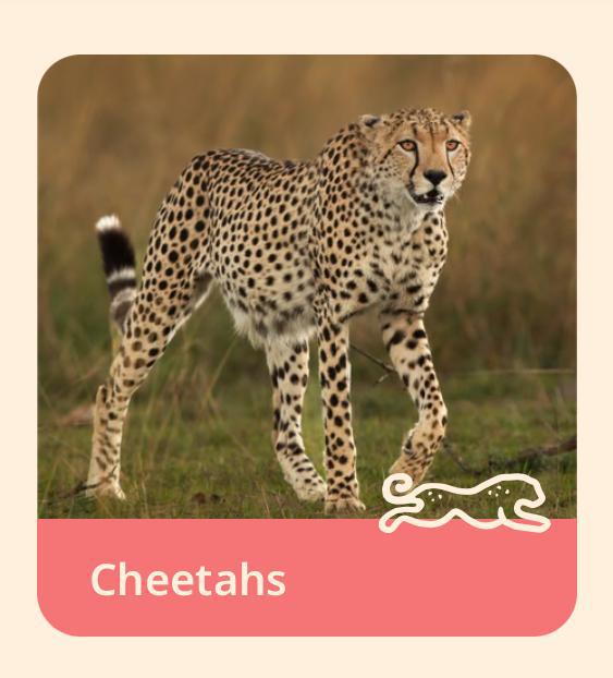 The Sprint Bracelet-Cheetah FAH1025