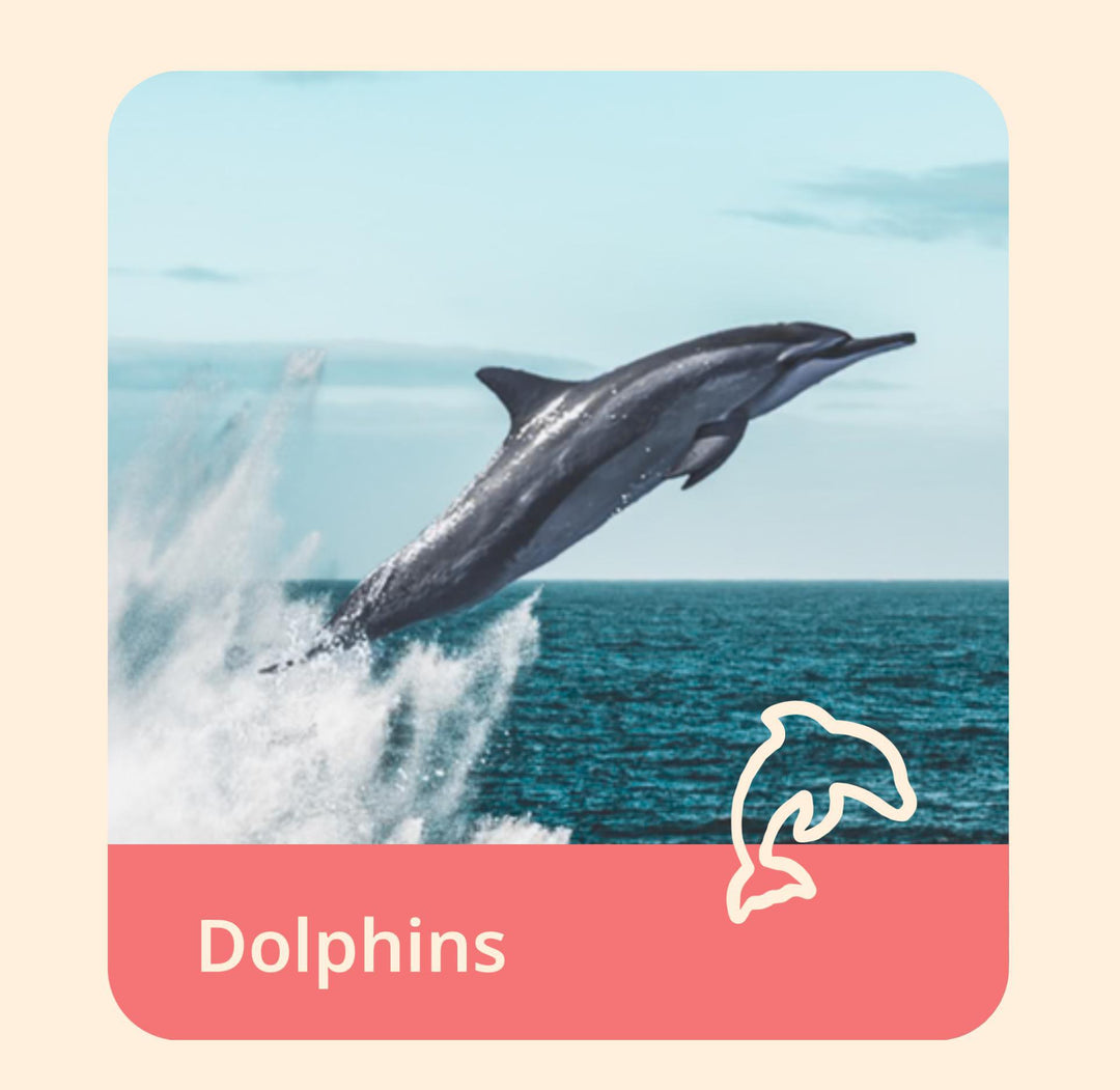 The Odyssey Bracelet-Dolphin FAH