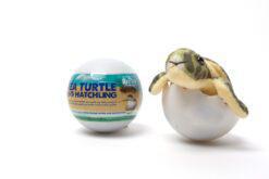 Sea Turtle Hatchling MLR