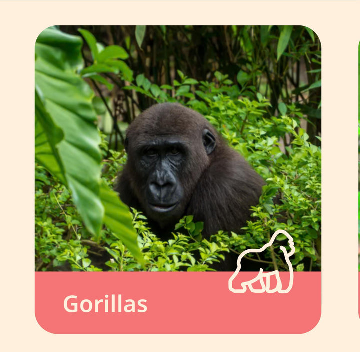 The Traverse Bracelet-Gorilla FAH