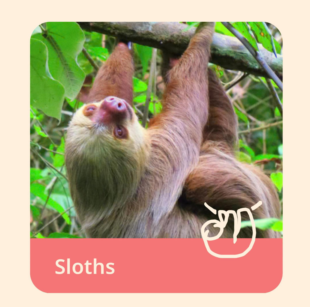 The Wander Bracelet-Sloth FAH