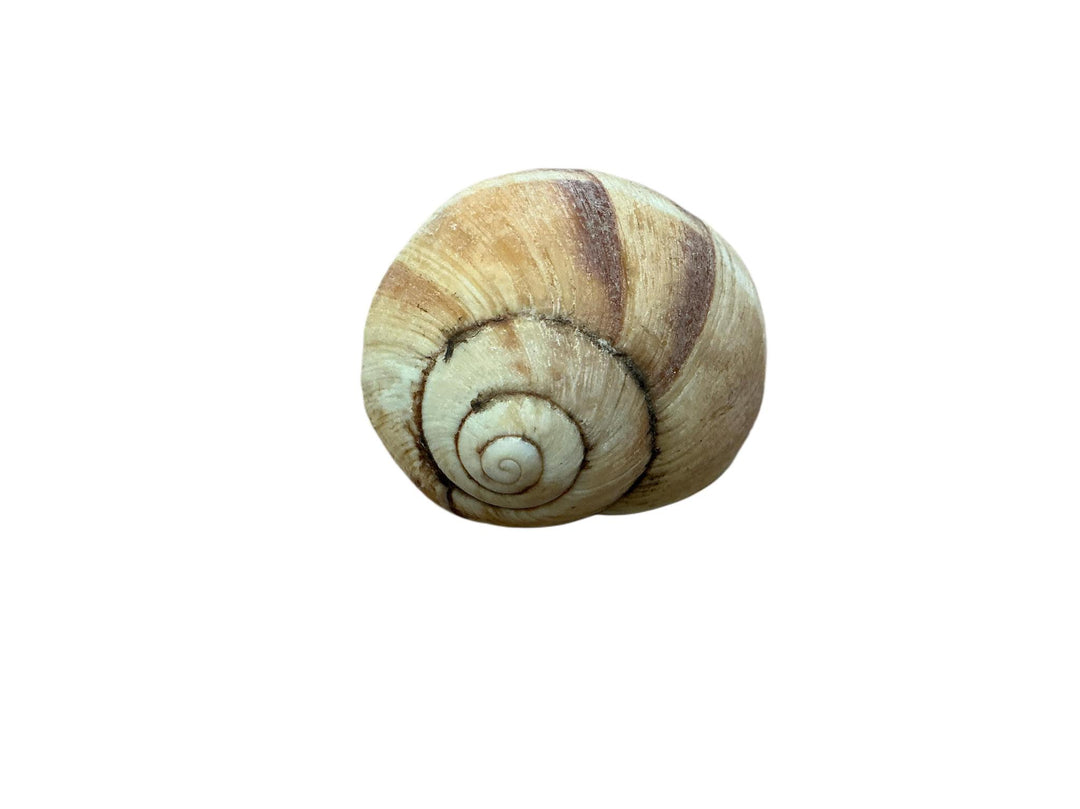 Shell DEI625