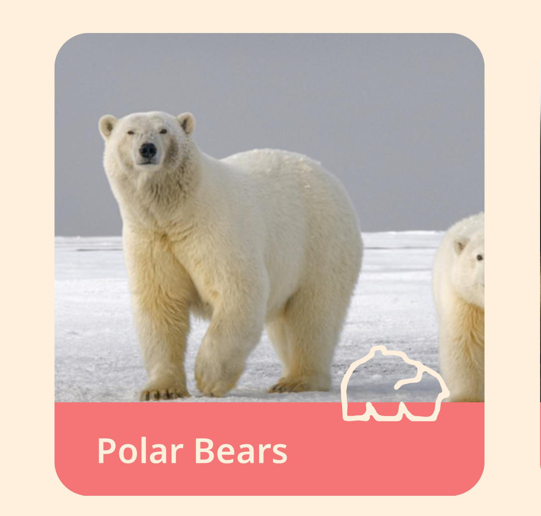 The Venture Bracelet-Polar Bear FAH