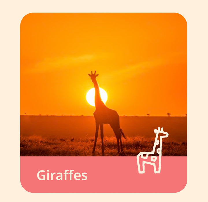The Trek Bracelet-Giraffe FAH