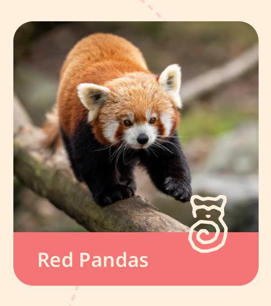 The Dash Bracelet- Red Panda FAH1025