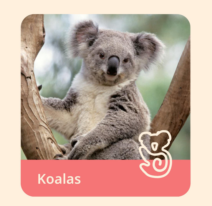 The Lounge Bracelet-Koala FAH425